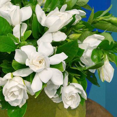 特大盆栀子花带花苞室内