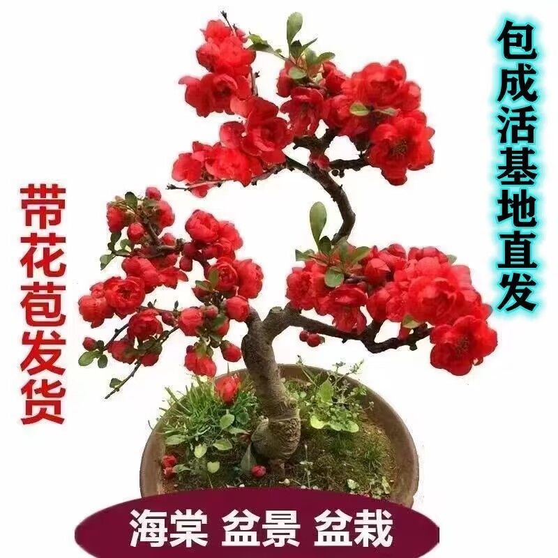 带花苞海棠花盆栽树苗长寿老桩四
