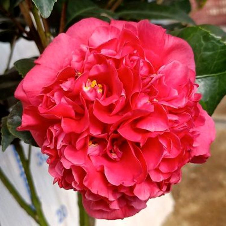 重瓣山茶花五色赤丹香妃树苗室内