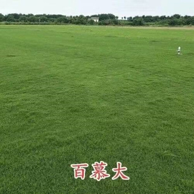 极速Planting fruit Ridge grass residential landscaping Villa