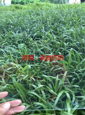 彩色PVC片材透明PVC薄片PVC塑料片磨砂PP片材 尺寸任意切割可加工