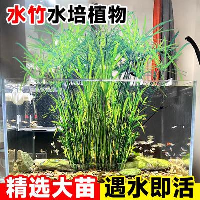 水竹旱伞风车水生盆栽水