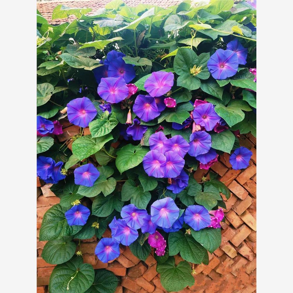 精品美国宿根大花树牵牛