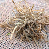 绞股蓝种子正品 平利绞股蓝新鲜种根苦味易活发芽快野生药用绞股蓝