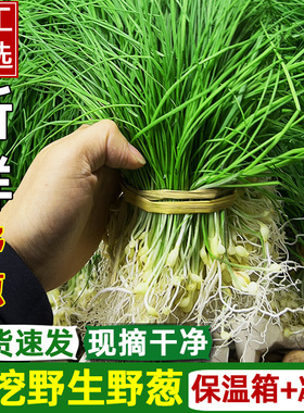 野葱新鲜3斤现挖小胡葱小香葱苦蒜沙葱带叶带须农家野菜薤白包邮