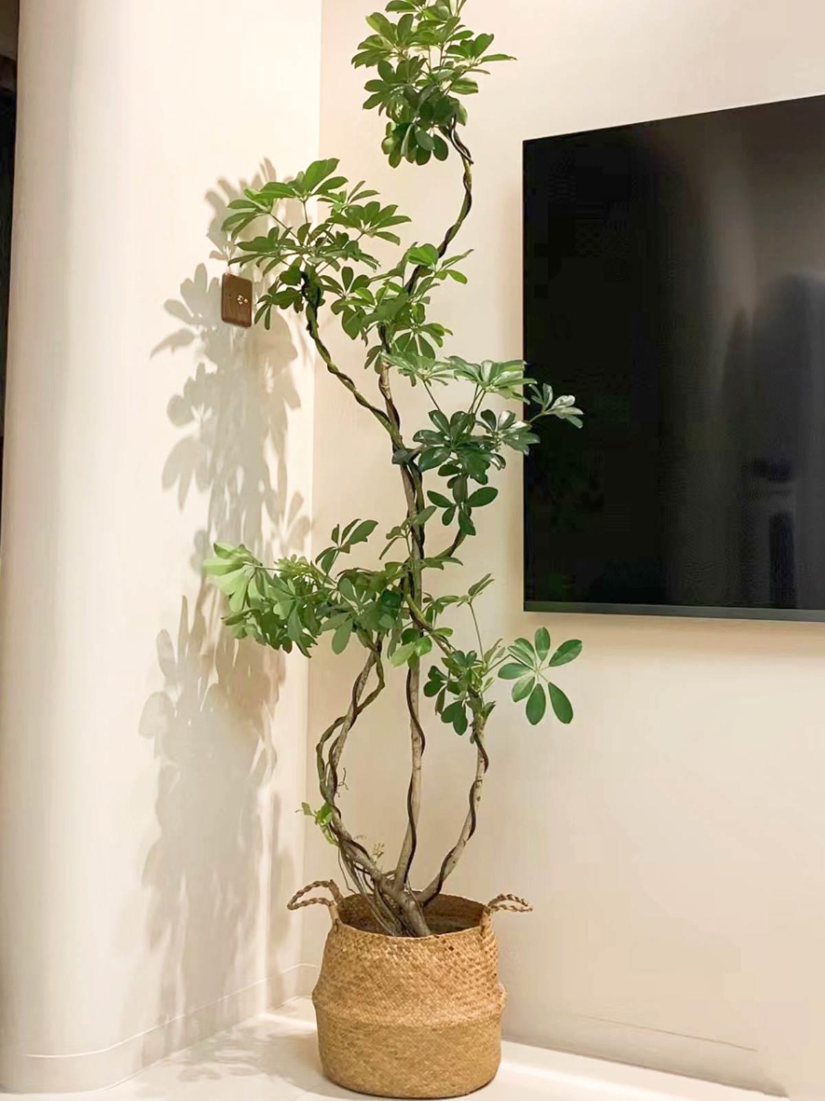 造型鸭脚木网红吸发财树鹅柴净化空气甲醛大绿植室内原盆南掌北方
