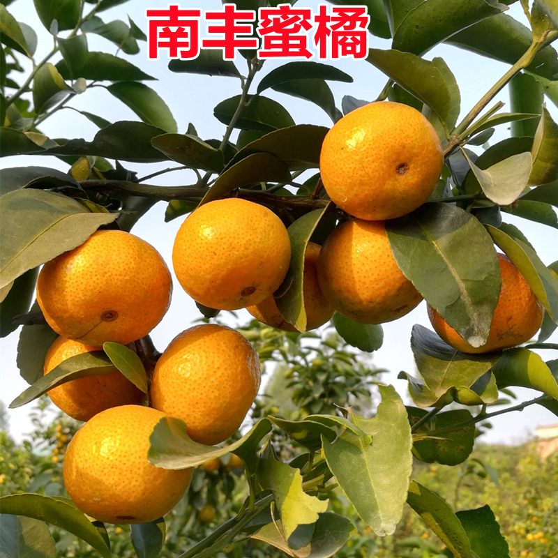 南丰蜜桔苗庭院地栽橘子树大树阳台盆栽嫁接果树桔子树苗当年结果