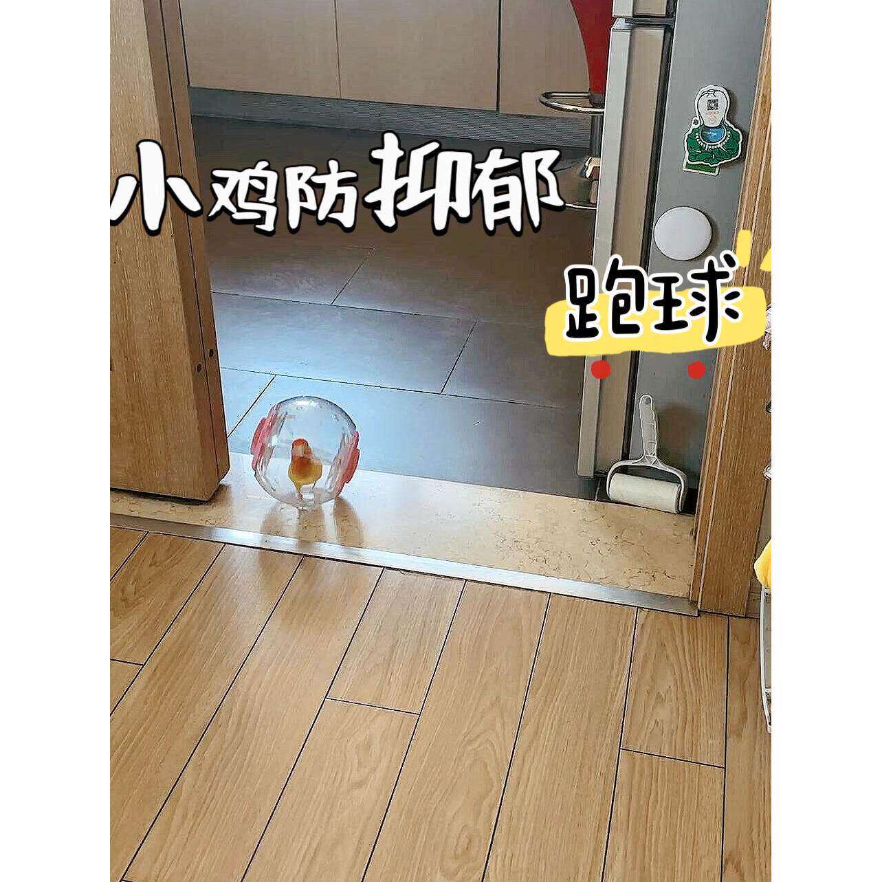 鹦鹉玩具创意小鸟防抑郁跑球小鸡自嗨解闷运动滚球外带仓鼠跑步机