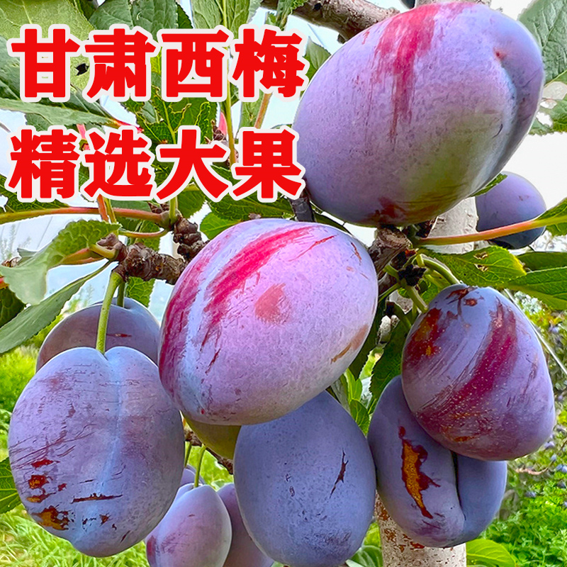 甘肃天水西梅新鲜水果甜李子当季法兰西西梅3斤包邮李子顺丰包邮