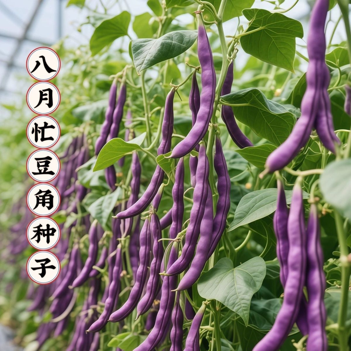 冻死鬼豆角种子耐寒耐热高产无筋