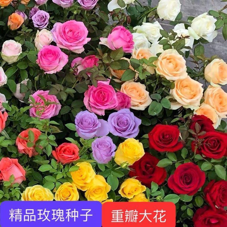 玫瑰花种子多年开花易活花种籽子