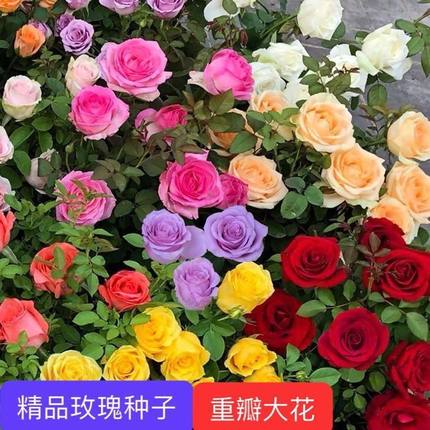 玫瑰花种子多年开花易活花种籽子室内盆栽室外庭院绿植物鲜花种子