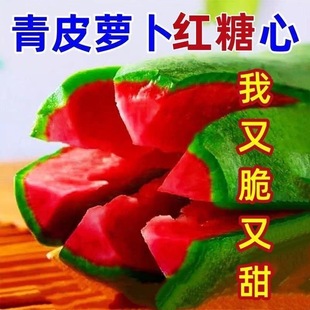 甜脆西瓜红水果萝卜种子生吃甜脆青皮红心萝卜籽四季播蔬菜种