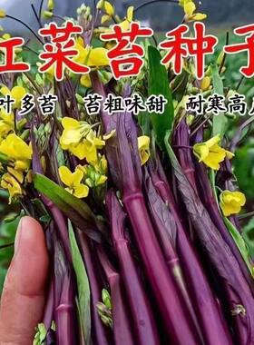 红菜苔菜心脆甜新鲜红菜苔