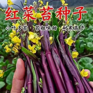 【割完就长】红菜苔菜心脆甜新鲜红菜苔蔬菜多汁紫皮四季红菜苔籽