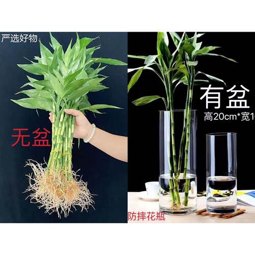 【全国包邮】带根富贵竹水运培植物栽办公室内盆音竹转竹子客厅观