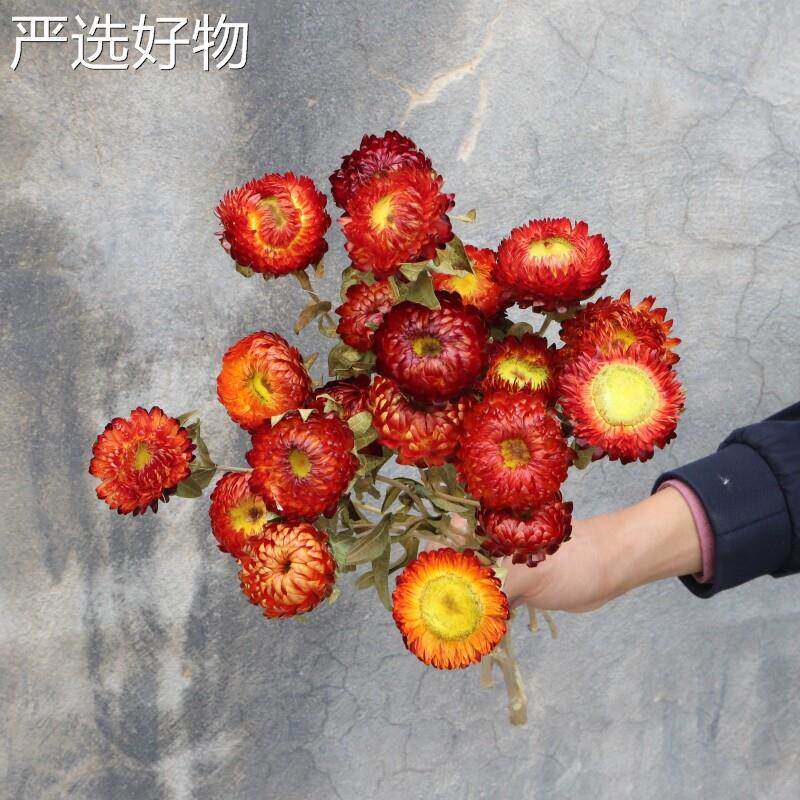 【全国包邮】麦秆菊菊天然干干干燥花花束客摆设厅风干真花小雏凤