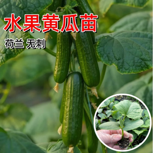 荷兰无刺水果黄瓜苗高产阳台盆栽