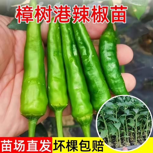 樟树港辣椒苗秧正宗原种小辣椒苗