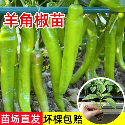 大果羊角椒苗大棚阳台盆栽辣椒苗