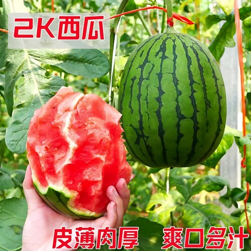 2K无籽高产皮薄多汁甜西瓜苗盆栽