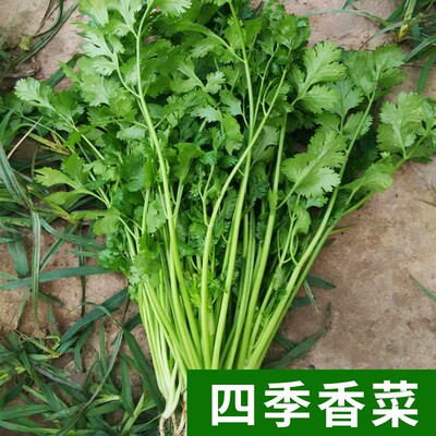 四季香菜种子老品种春秋蔬菜盆栽
