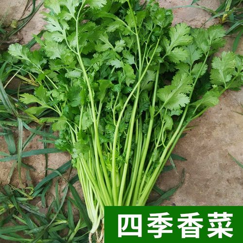 四季香菜种子老品种春秋蔬菜盆栽