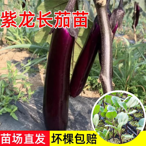 紫龙长茄苗嫁接高产四季易养南方