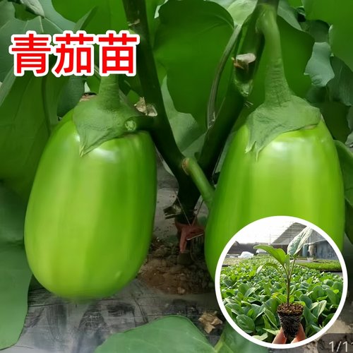 绿冠青茄子苗嫁接高产四季种长茄