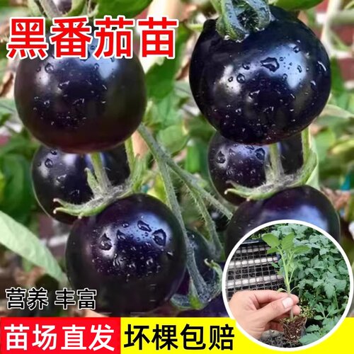 黑骑士超甜番茄苗四季易种黑珍珠