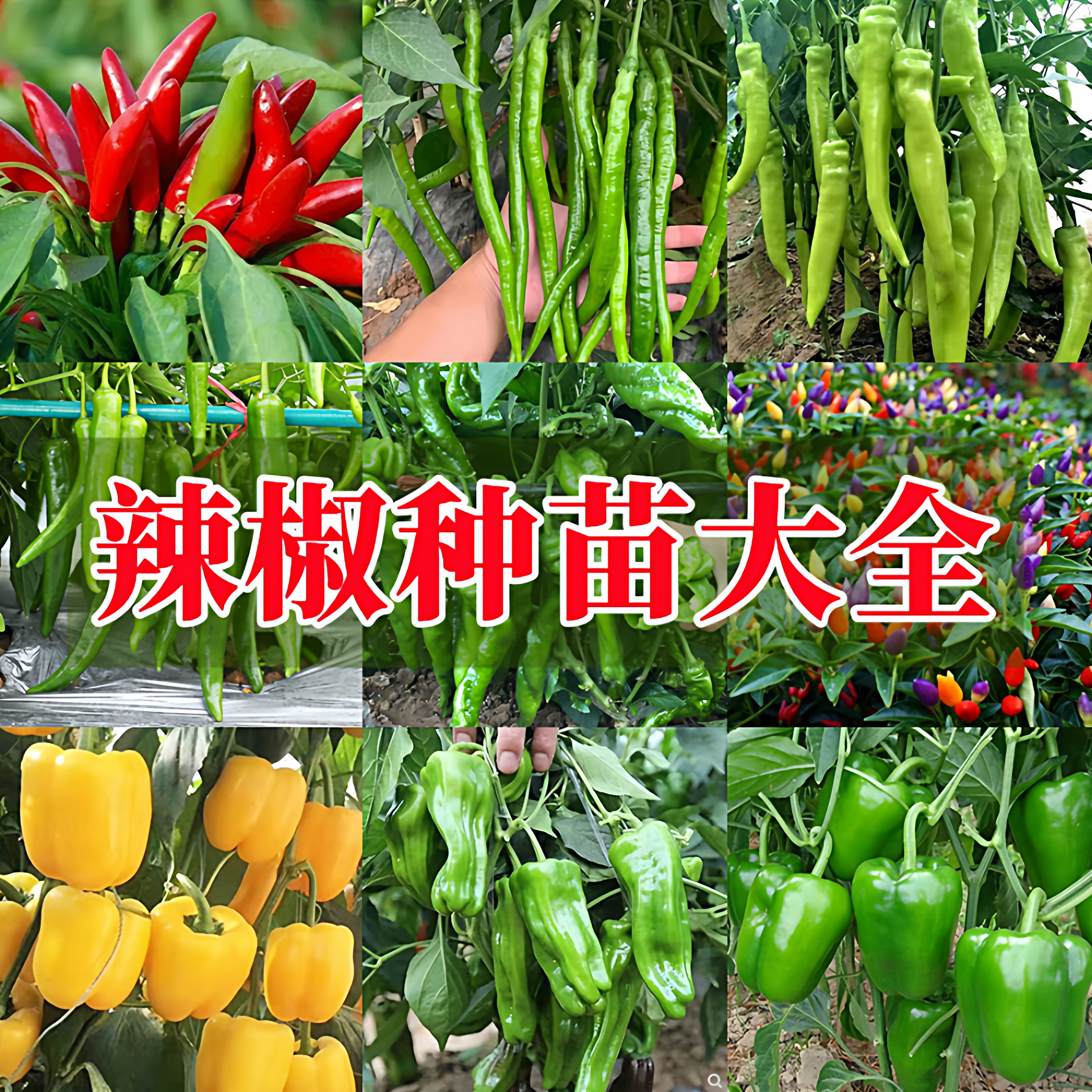 辣椒苗幼苗秧苗朝天椒泡椒线椒小米辣种苗盆栽高产阳台四季菜苗子