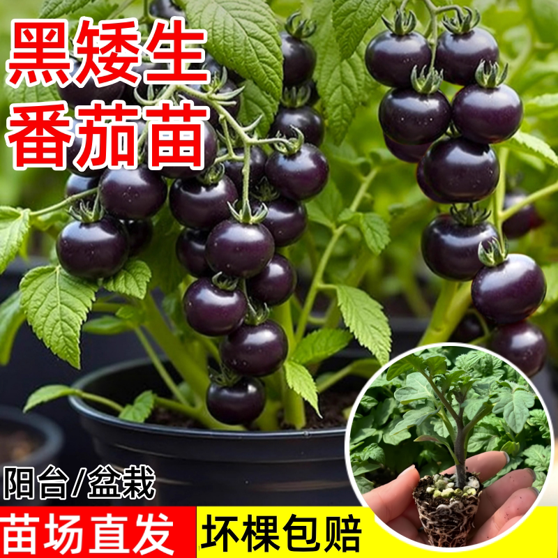 黑矮生小番茄苗秧四季盆栽阳台种图片