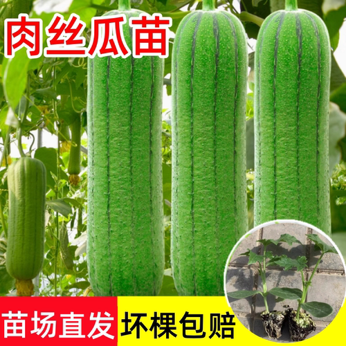 高产肉丝瓜苗四季种秧苗短棒蔬菜