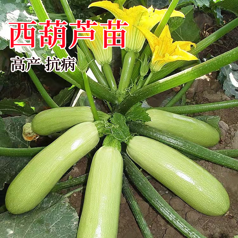 西葫芦苗秧苗油亮茭瓜幼苗四季高产瓜孑苗南方种阳台盆栽蔬菜苗子,鲜花速递/花卉仿真/绿植园艺,家庭园艺种子,淘宝优惠券,粉丝福利购,淘宝优惠卷
