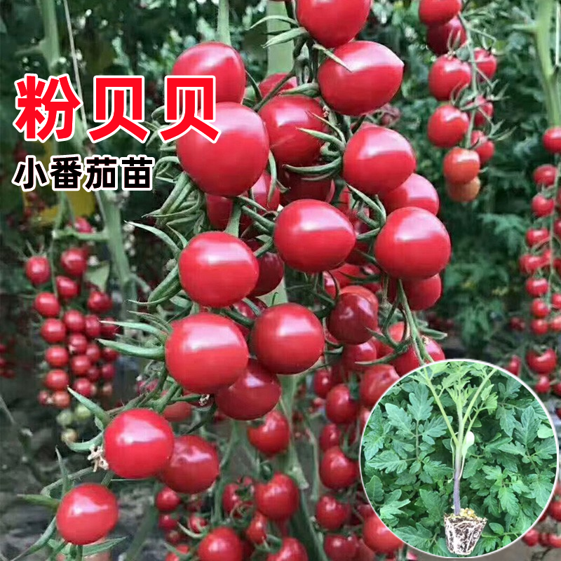 粉贝贝番茄苗超甜千禧圣女果秧苗
