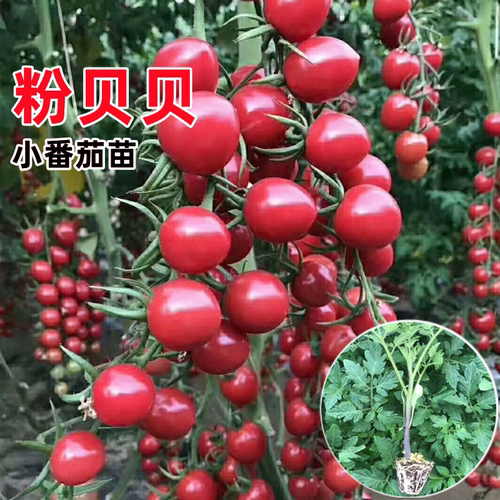 粉贝贝番茄苗超甜千禧圣女果秧苗