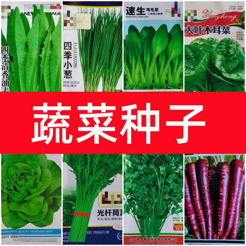 蔬菜种孑盆栽香菜小香葱菜籽春秋