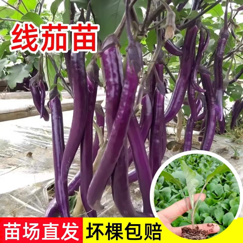 杭茄一号线茄苗秧苗紫红长茄苗种杭茄子苗大龙长茄幼苗春盆栽菜苗