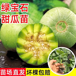 绿宝石甜瓜苗秧苗羊角蜜超甜酥脆香瓜种籽苗四季 盆栽阳台瓜秧菜苗
