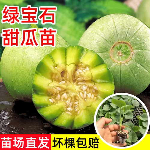 绿宝石甜瓜苗秧苗羊角蜜超甜酥脆香瓜种籽苗四季盆栽阳台瓜秧菜苗 - 封面