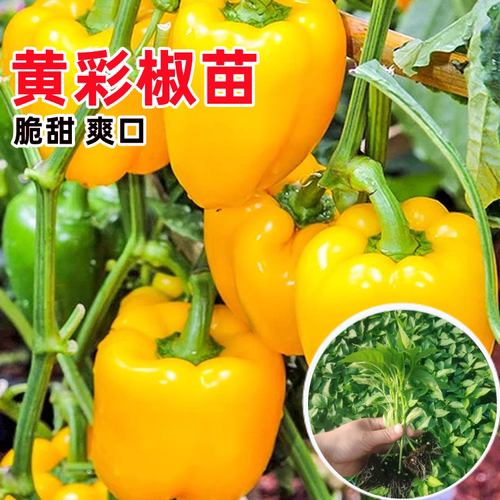 五彩灯笼黄彩椒苗高产四季盆栽苗
