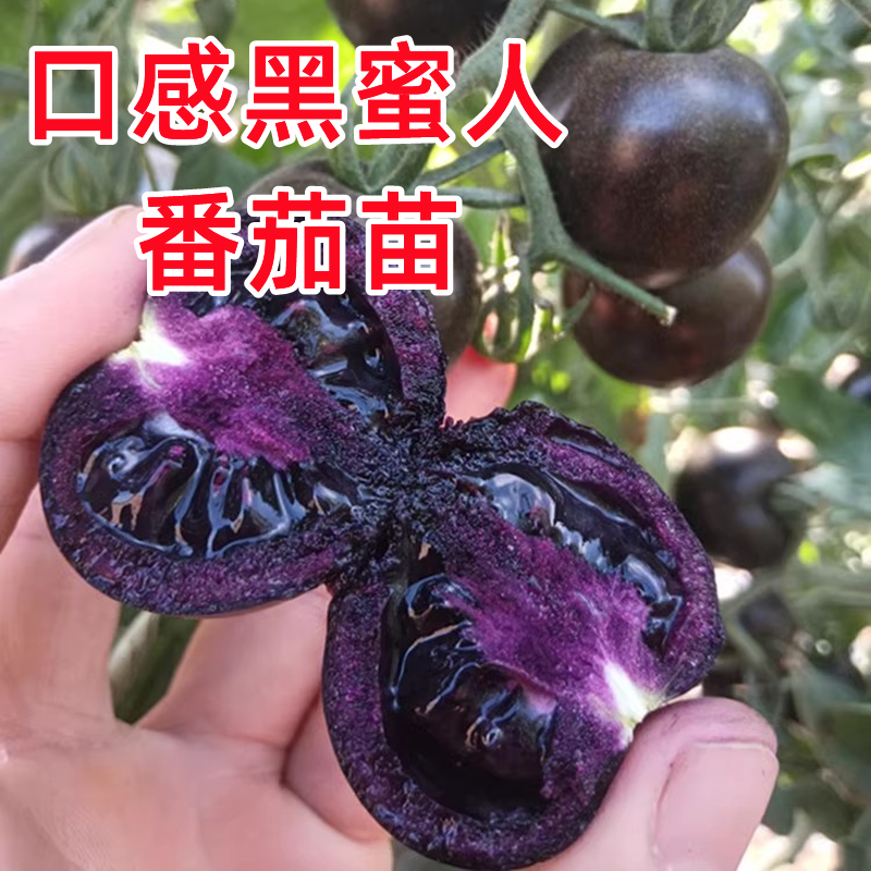 口感黑蜜人番茄苗秧四季种水果小西红柿苗子阳台盆栽樱桃小番茄苗