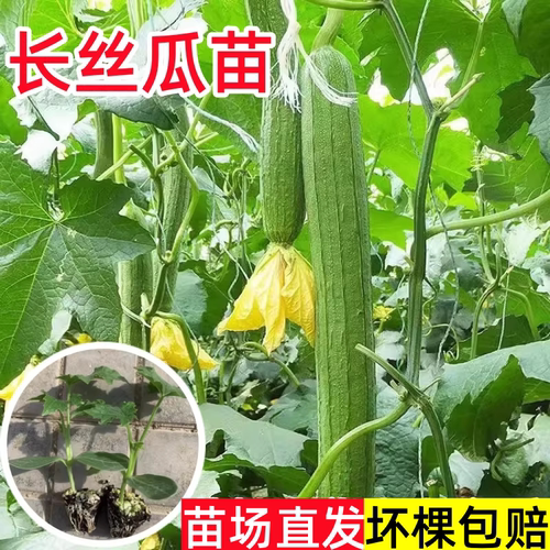 长丝瓜苗秧四季香丝瓜苗高产庭院