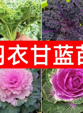 羽衣甘蓝种子种籽紫色绿色食用粉色观赏四季播种盆栽蔬菜种苗秧苗