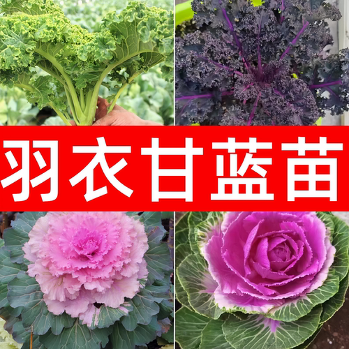羽衣甘蓝苗粉色观赏食用四季盆栽