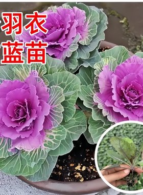羽衣甘蓝苗秧苗四季常绿耐寒耐旱