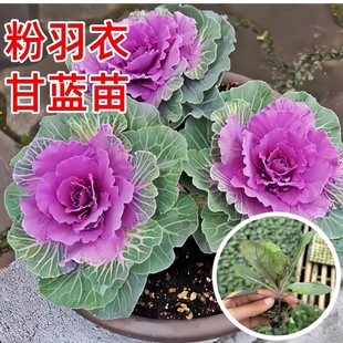 羽衣甘蓝苗秧苗四季 常绿耐寒耐旱多年生庭院盆栽冬天绿化室外观赏