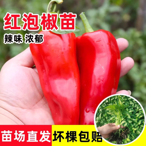 大红泡椒辣椒苗秧苗蔬菜苗子盆栽