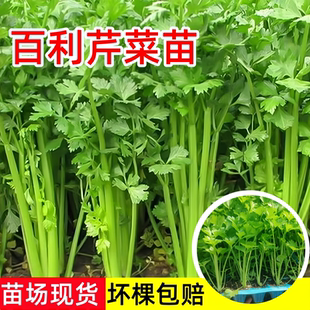 芹菜苗种子根苗新鲜芹菜秧苗高产百利水芹菜小香芹西芹大田盆栽苗