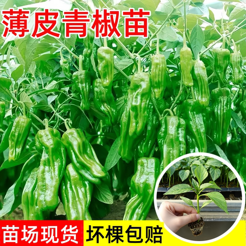 薄皮青椒苗高产四季种辣椒苗秧苗